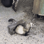 IMG_9289.gif