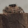Rat
